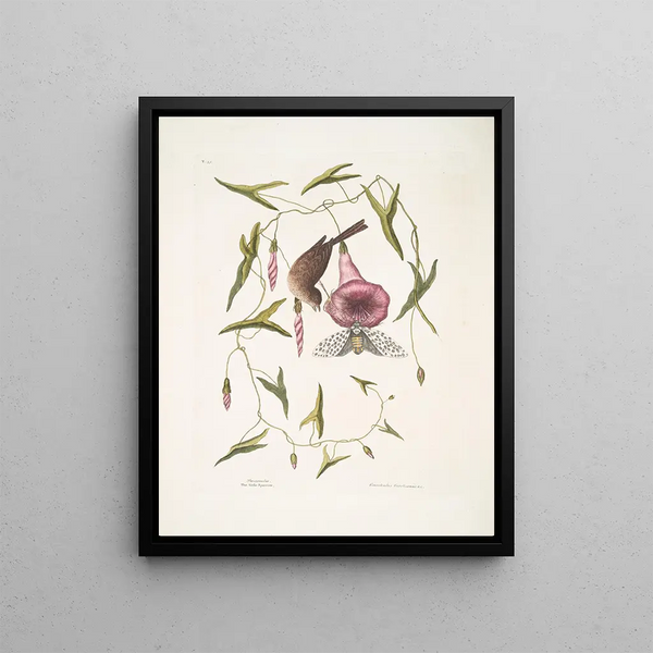 Passerculus The Little Sparrow Convulvulus Caroliniensis The Purple Bindweed of Carolina - Mark Catesby — framed artwork on a wall