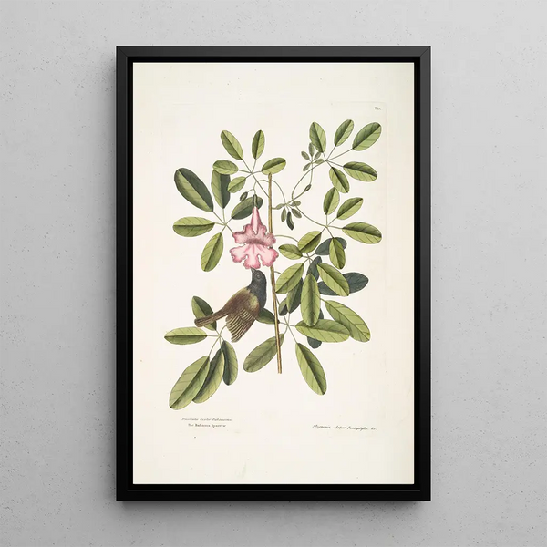 Passerculus bicolor Bahamiensis The Bahamas Sparrow Bignonia Arbor Pentaphylla Prunier Chat - Mark Catesby — framed artwork on a wall