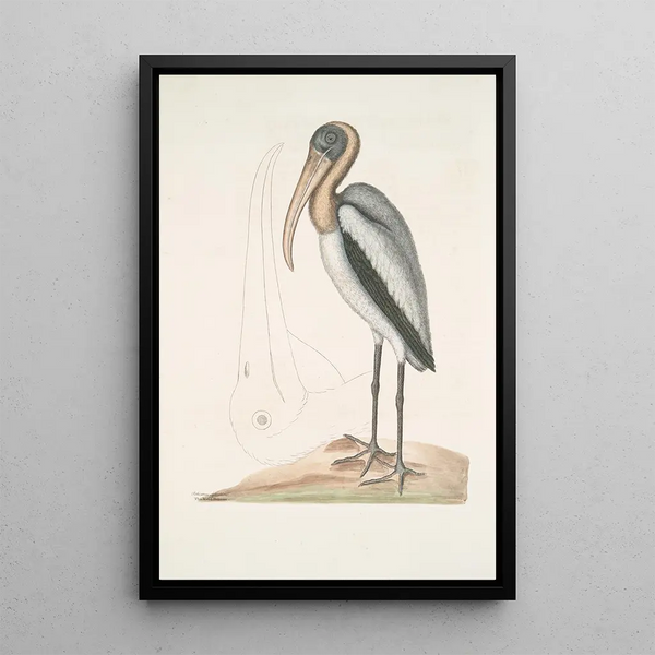 Pelicanus Sylvaticus The Wood Pelican - Mark Catesby — framed artwork on a wall
