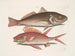 Perca and the Crocodile Perca rubra and the Squirrel - Mark Catesby — artwork view