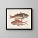 Perca and the Crocodile Perca rubra and the Squirrel - Mark Catesby — framed artwork on a wall