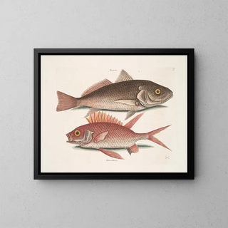 Perca and the Crocodile Perca rubra and the Squirrel - Mark Catesby — framed artwork on a wall