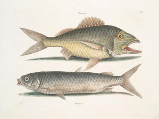 The mule - Mark Catesby — artwork view