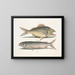The mule - Mark Catesby — framed artwork on a wall