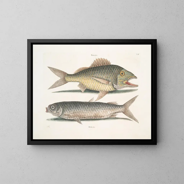The mule - Mark Catesby — framed artwork on a wall