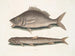 Perca, the fish of Margate, Saurus, the seagull - Mark Catesby — artwork view