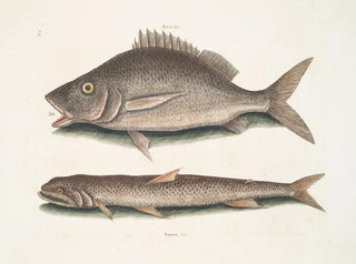 Perca, the fish of Margate, Saurus, the seagull - Mark Catesby — artwork view