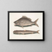 Perca, the fish of Margate, Saurus, the seagull - Mark Catesby — framed artwork on a wall