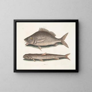 Perca, the fish of Margate, Saurus, the seagull - Mark Catesby — framed artwork on a wall