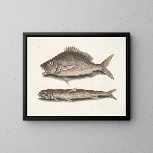 Perca, the fish of Margate, Saurus, the seagull - Mark Catesby — framed artwork on a wall
