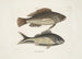 Perca c The Black Fish Perca cauda nigra The Black Tail - Mark Catesby — artwork view