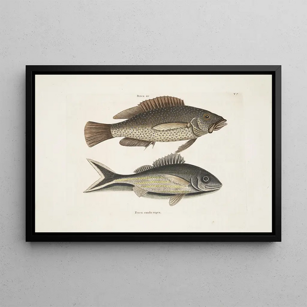 Perca c The Black Fish Perca cauda nigra The Black Tail - Mark Catesby — framed artwork on a wall