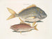 the fish porc Perca rhomboidalis and the school leader Perca pinnis - Mark Catesby — artwork view