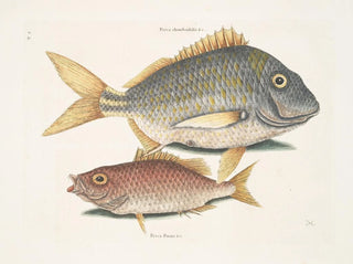 the fish porc Perca rhomboidalis and the school leader Perca pinnis - Mark Catesby — artwork view