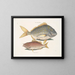 the fish porc Perca rhomboidalis and the school leader Perca pinnis - Mark Catesby — framed artwork on a wall
