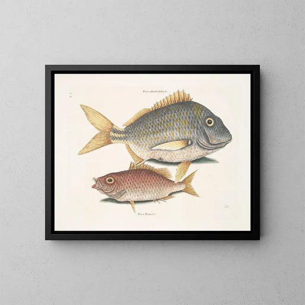 the fish porc Perca rhomboidalis and the school leader Perca pinnis - Mark Catesby — framed artwork on a wall