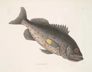 Poisonous Perch c Le RockFish - Mark Catesby — artwork view