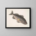 Poisonous Perch c Le RockFish - Mark Catesby — framed artwork on a wall