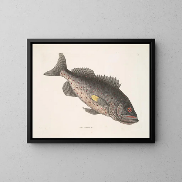 Poisonous Perch c Le RockFish - Mark Catesby — framed artwork on a wall