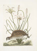 Perdrix sauvage de Virginie La perdrix d'Amérique Lilio narcissus Virginiensis Le lys Attamusco - Mark Catesby — artwork view
