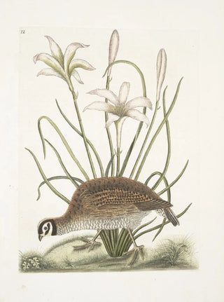 Mark Catesby - Perdix sylvestris Virginiana The American Partridge Lilio narcissus Virginiensis The Attamusco Lily.webp