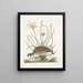 Perdrix sauvage de Virginie La perdrix d'Amérique Lilio narcissus Virginiensis Le lys Attamusco - Mark Catesby — framed artwork on a wall
