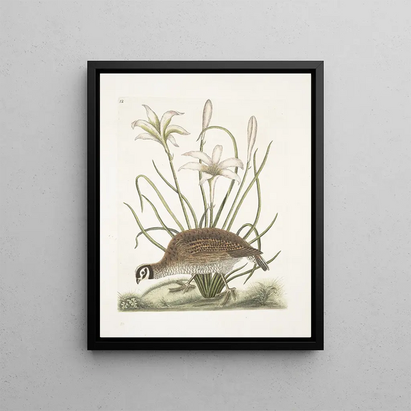 Perdrix sauvage de Virginie La perdrix d'Amérique Lilio narcissus Virginiensis Le lys Attamusco - Mark Catesby — framed artwork on a wall