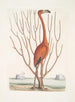 Phoenicopterus Bahamensis The Pink Flamingo Keratophiton c - Mark Catesby — artwork view