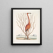 Phoenicopterus Bahamensis The Pink Flamingo Keratophiton c - Mark Catesby — framed artwork on a wall