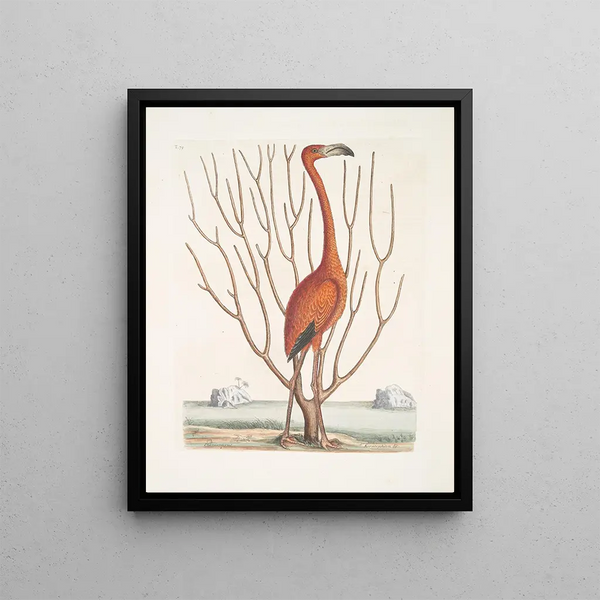 Phoenicopterus Bahamensis The Pink Flamingo Keratophiton c - Mark Catesby — framed artwork on a wall