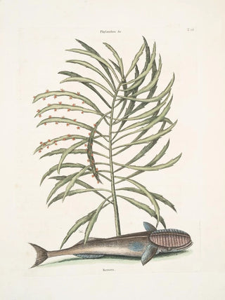 Mark Catesby - Phylanthos c Remora The SuckingFish.webp