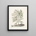 Phylantus c. Remora The sucker fish - Mark Catesby — framed artwork on a wall