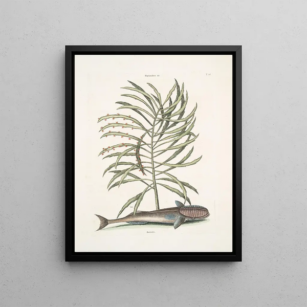 Phylantus c. Remora The sucker fish - Mark Catesby — framed artwork on a wall