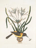Pica luteonigra varia The yellow and black Pye Lilio-Narcissus Polianthus Vespa Ichneumon coerulea - Mark Catesby — artwork view