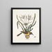 Pica luteonigra varia The yellow and black Pye Lilio-Narcissus Polianthus Vespa Ichneumon coerulea - Mark Catesby — framed artwork on a wall