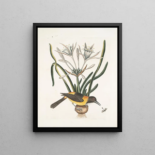 Mark Catesby - Pica luteonigra varia The Yellow and Black Pye LilioNarcissus Polianthus Vespa Ichneumon coerulea.webp