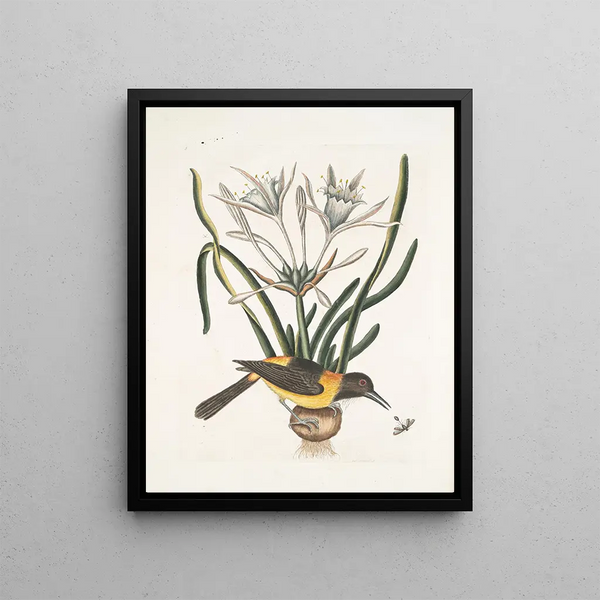 Pica luteonigra varia The yellow and black Pye Lilio-Narcissus Polianthus Vespa Ichneumon coerulea - Mark Catesby — framed artwork on a wall