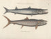 Fish, snakes, insects, and other animals as well as some plants - Mark Catesby — artwork view
