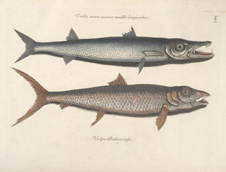 Fish, snakes, insects, and other animals as well as some plants - Mark Catesby — artwork view