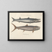 Fish, snakes, insects, and other animals as well as some plants - Mark Catesby — framed artwork on a wall