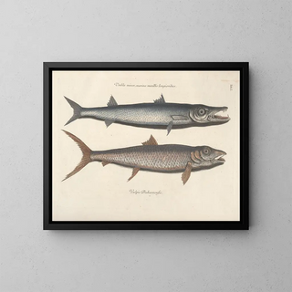 Fish, snakes, insects, and other animals as well as some plants - Mark Catesby — framed artwork on a wall