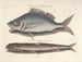 Fish, snakes, insects, and other animals as well as some plants - Mark Catesby — artwork view