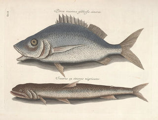 Fish, snakes, insects, and other animals as well as some plants - Mark Catesby — artwork view