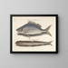 Fish, snakes, insects, and other animals as well as some plants - Mark Catesby — framed artwork on a wall