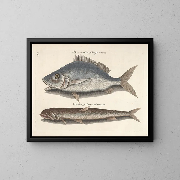 Fish, snakes, insects, and other animals as well as some plants - Mark Catesby — framed artwork on a wall