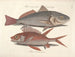 Fish, snakes, insects, and other animals as well as some plants - Mark Catesby — artwork view