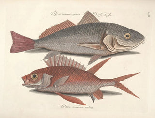 Fish, snakes, insects, and other animals as well as some plants - Mark Catesby — artwork view