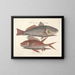 Fish, snakes, insects, and other animals as well as some plants - Mark Catesby — framed artwork on a wall