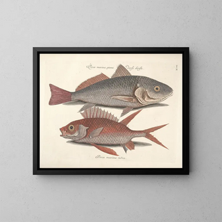 Fish, snakes, insects, and other animals as well as some plants - Mark Catesby — framed artwork on a wall