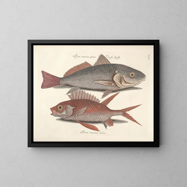 Fish, snakes, insects, and other animals as well as some plants - Mark Catesby — framed artwork on a wall